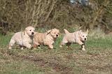 GOLDEN RETRIEVER 042
